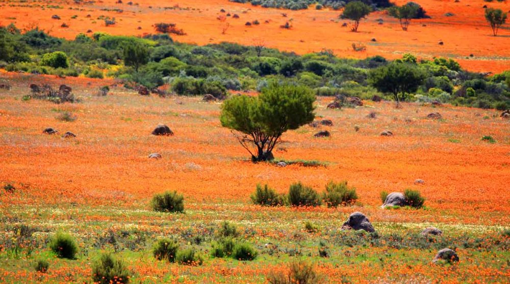 Les champs de fleurs typiques du Namaqualand
