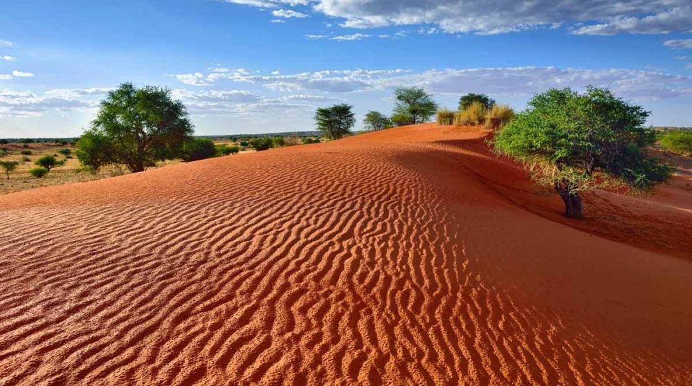 Les dunes colorées du Kalahari