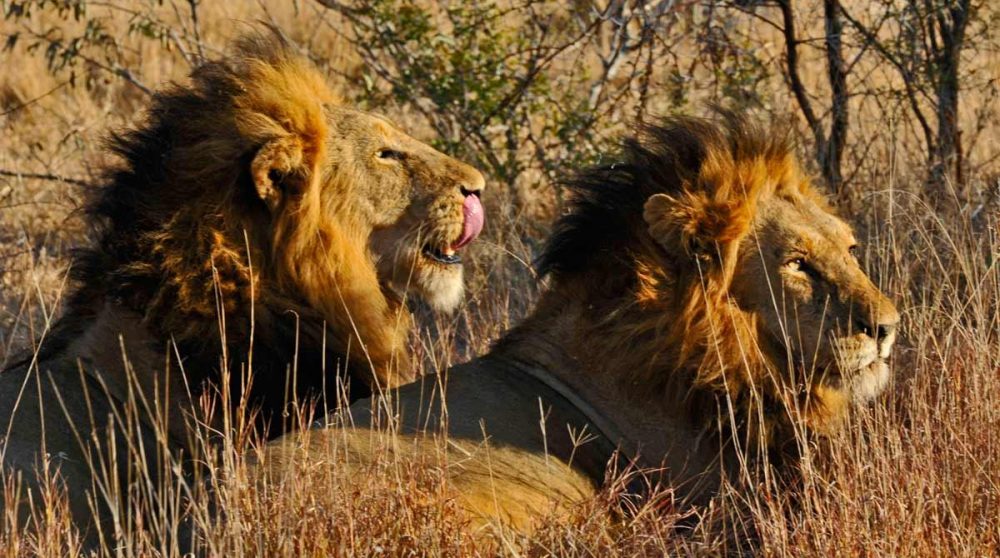 Deux frères dans la réserve privée de Sabi Sand dans le Kruger