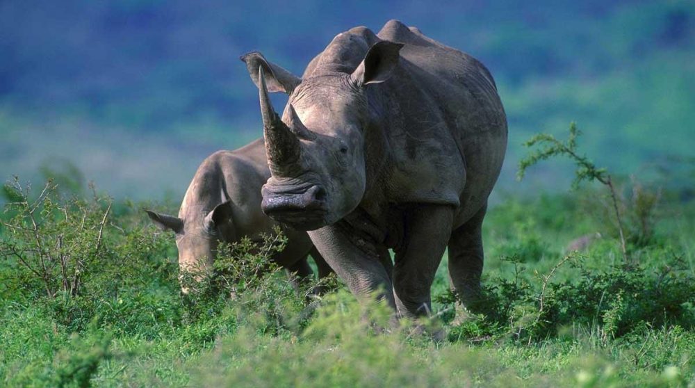 Femelle rhinocéros et son petit dans le parc de Hluluwe dans le Kwazulu Natal