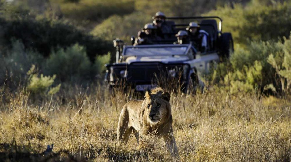 Un lion dans le Delta