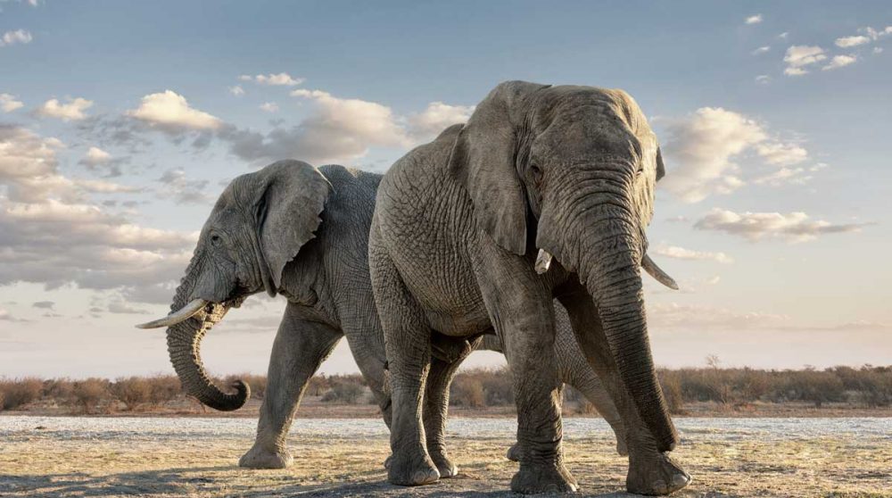 Eléphants au Madikwe Game Reserve
