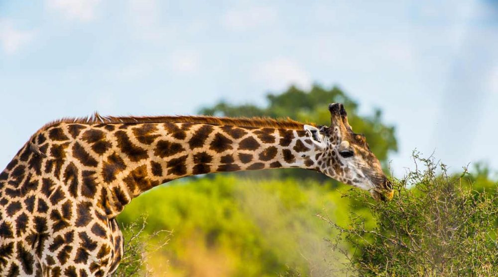 Une girafe à la Moremi Game Reserve dans le Delta de l'Okavango