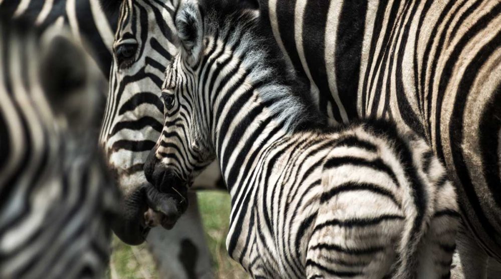 Un bébé zèbre dans la nature