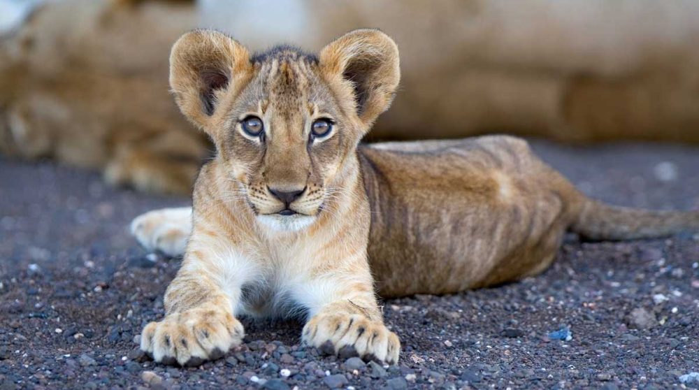Un bébé lion près d'une rivière assechée
