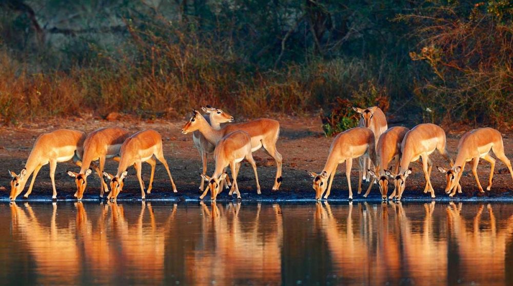 Harde d'impalas dans un point d'eau