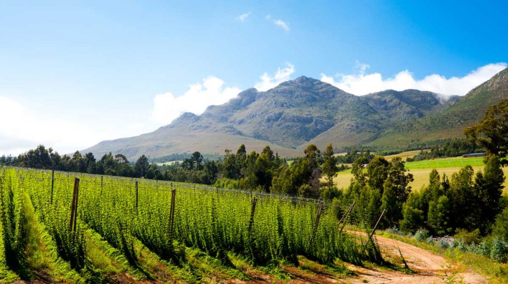 Vignes et montagnes, paysages typiques de la Route des Jardins