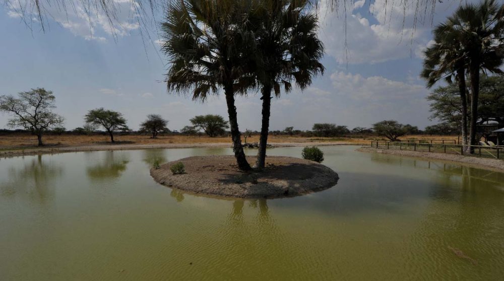 La végétation autour de la rivière