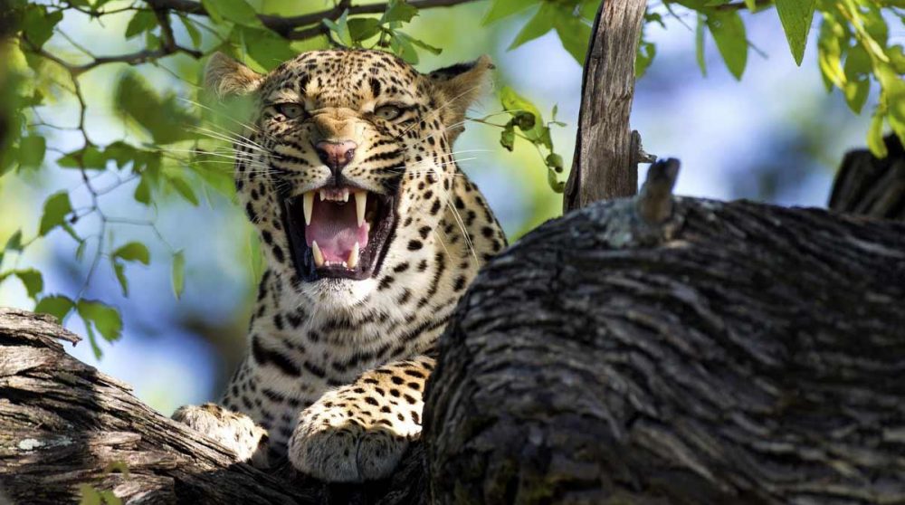 Un léopard sur une branche