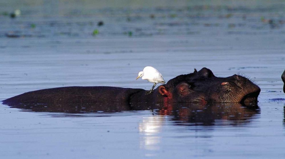 Hippopotame dans une réserve du Kwazulu Natal