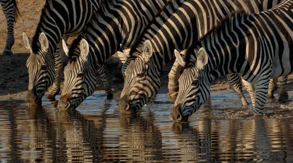 Zèbres près de Savuti