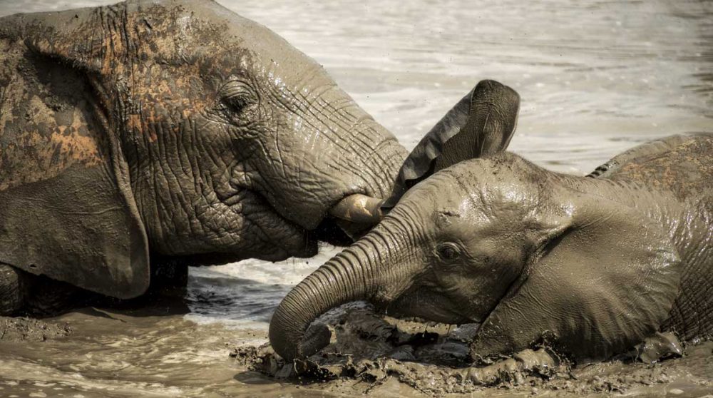 Des éléphants dans la réserve