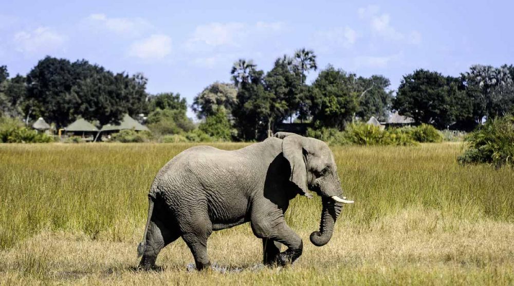 Un éléphant près du camp dans le Delta de l'Okavango