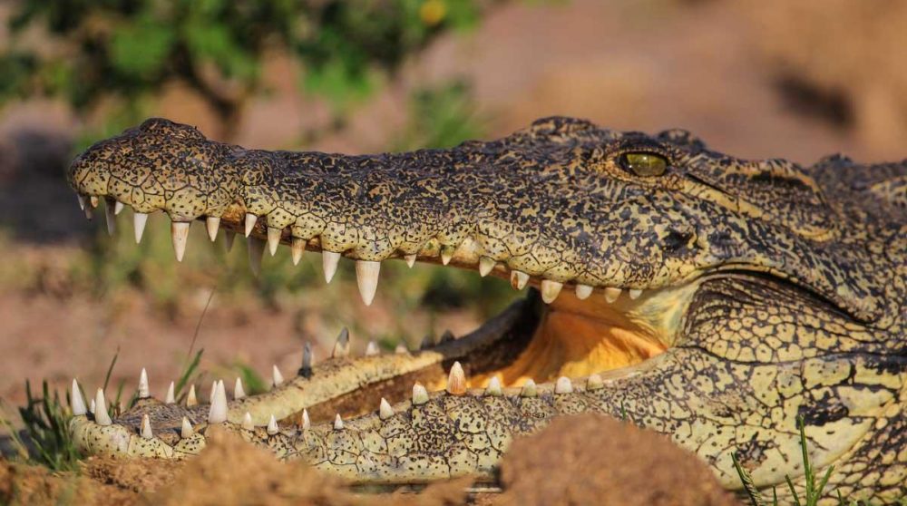 Crocodile sur les rives de la rivière Sabi