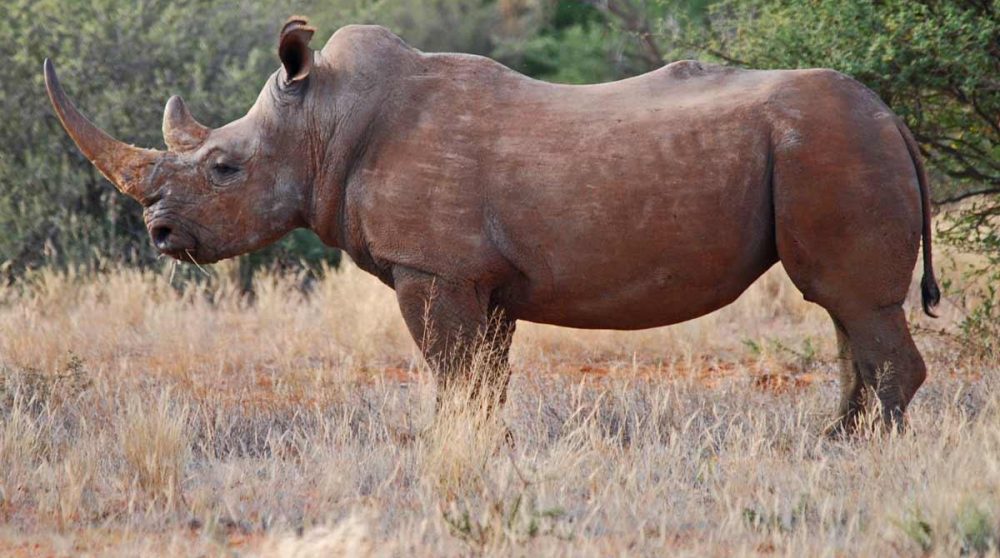 Rhinocéros noir dans la réserve de Tswalu