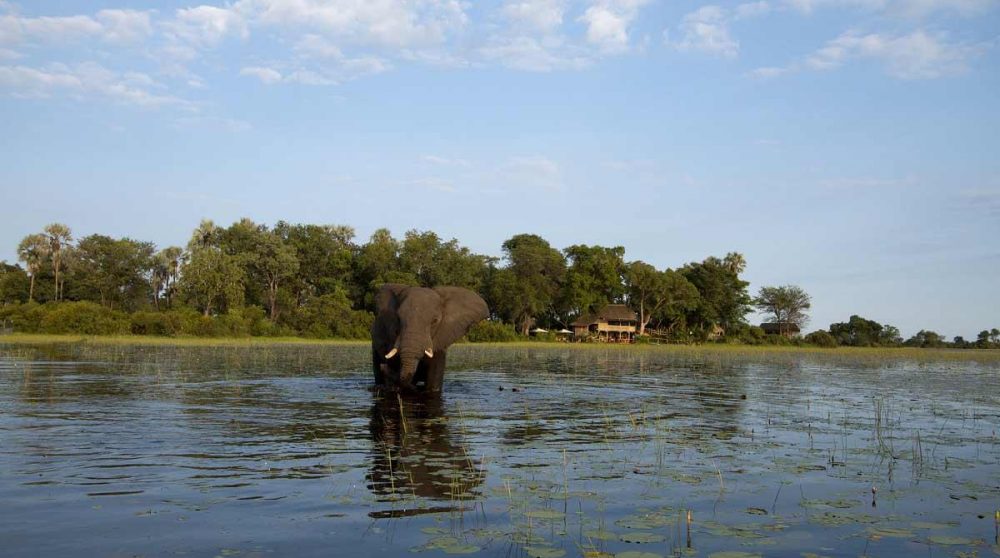 Un éléphant dans le Delta de l'Okavango