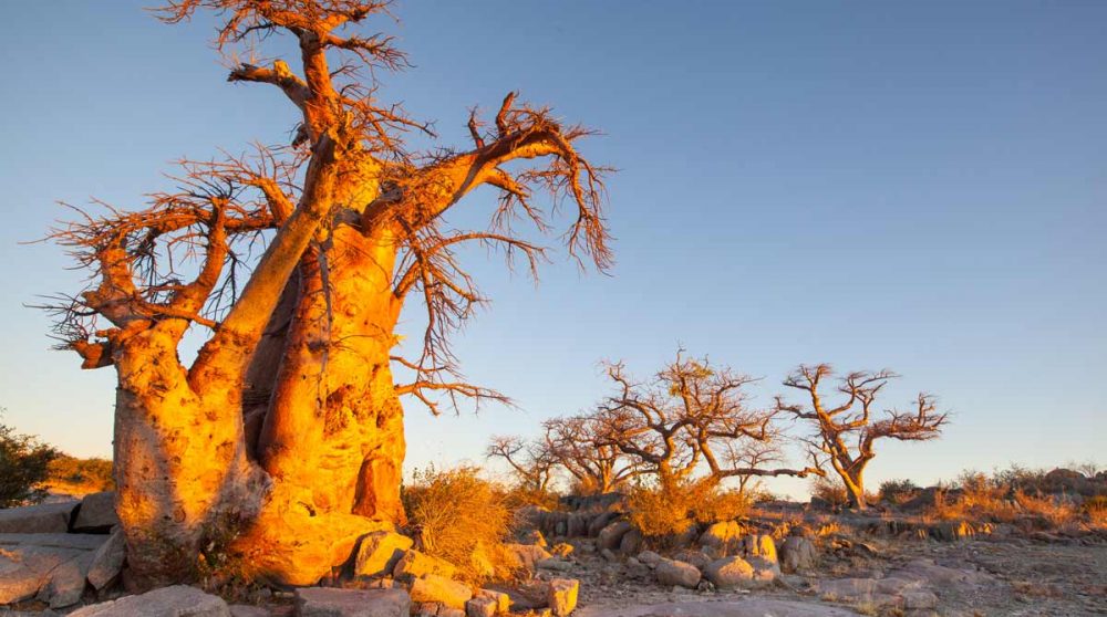 Un ancien baobab à Makgadikgadi