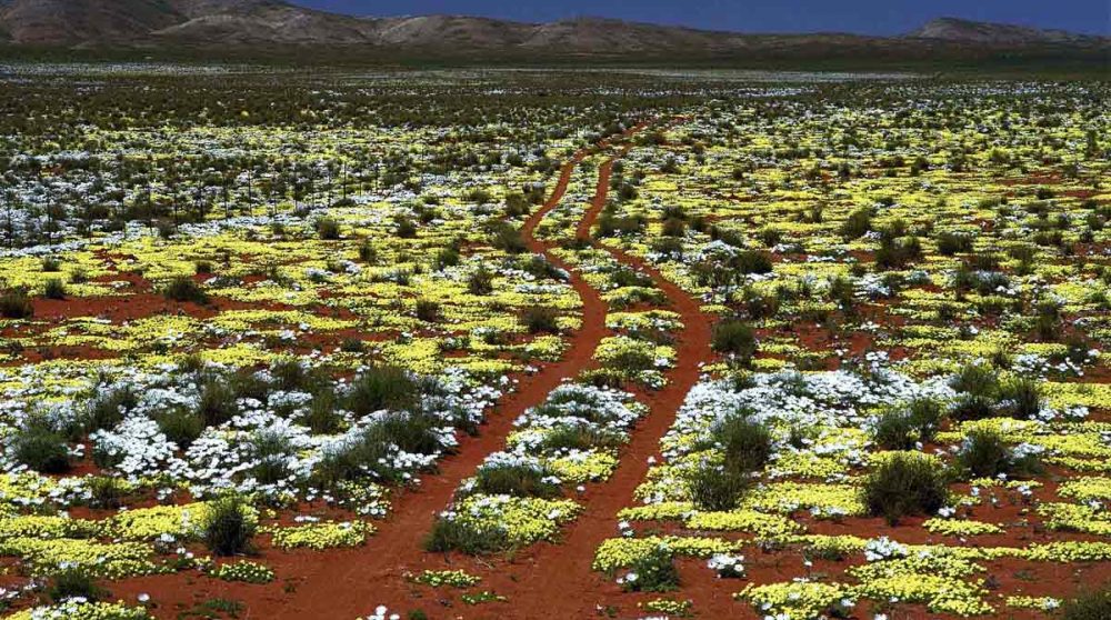 Des fleurs dans le Kalahari au printemps