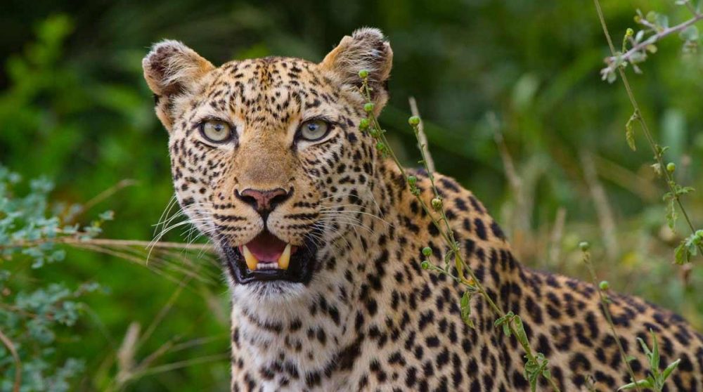 Femelle léopard dans la réserve privée de Londolozi dans le Kruger