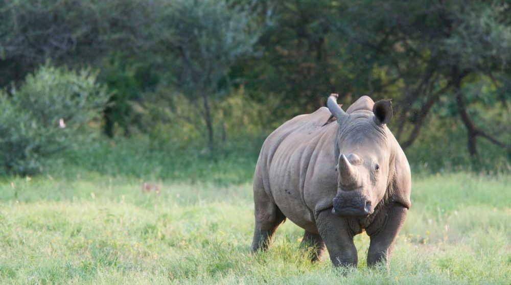 Un rhino blanc à Madikwe