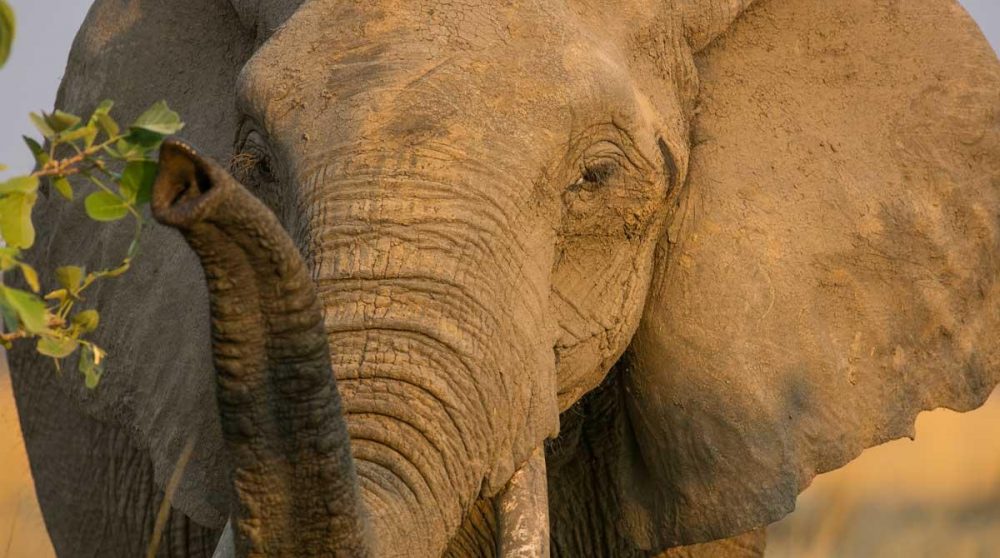 Un éléphant d'Afrique