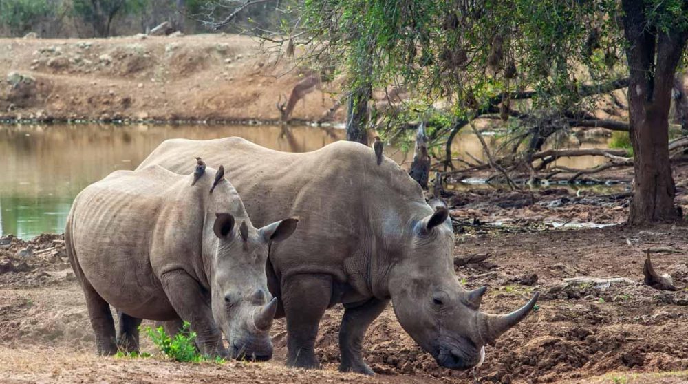 Rhinocéros blancs dans le parc de Hlane dans le Swaziland
