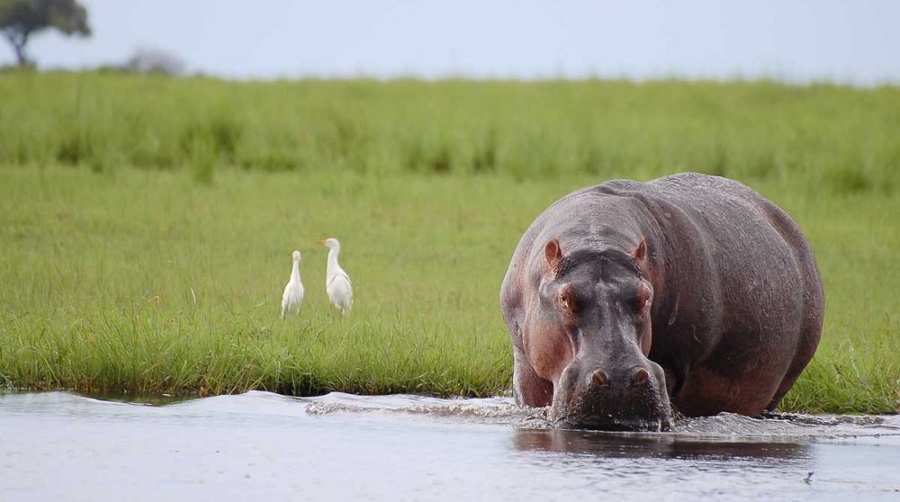 Un hippopotame à Chobe
