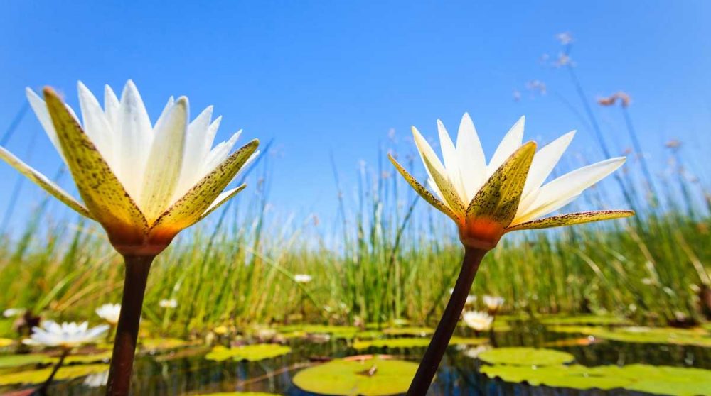 Des fleurs au parc de Chobe
