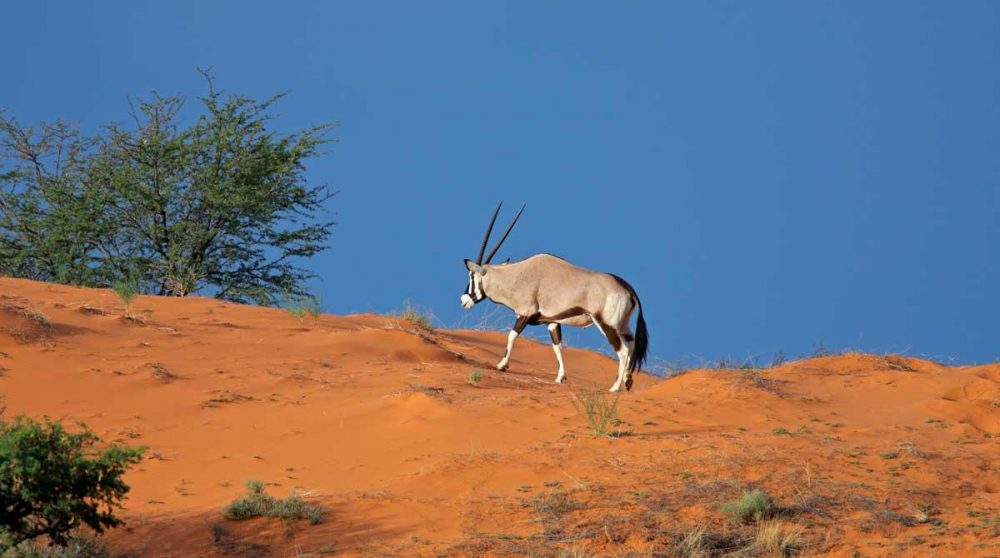 Oryx dans le désert