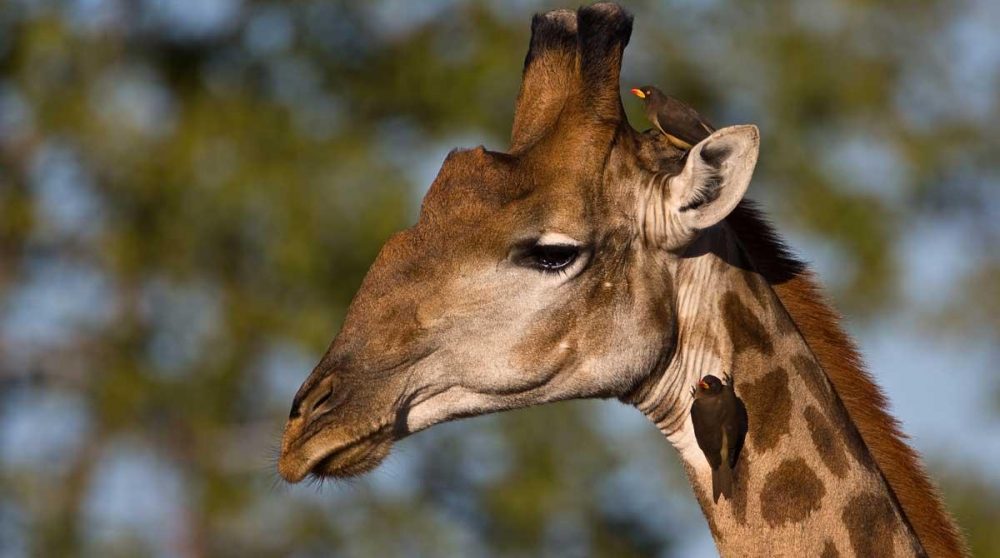 Girafe dans le parc Kruger