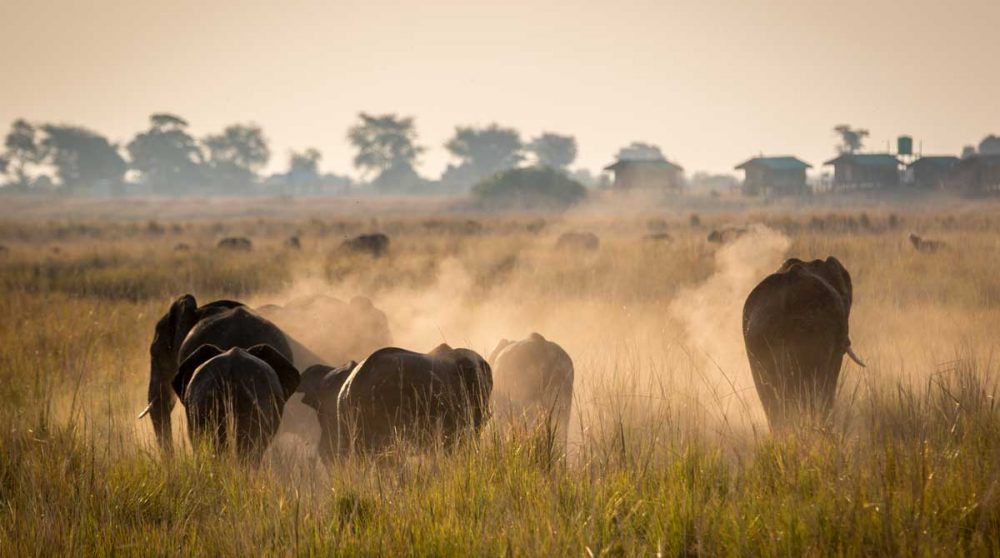Des éléphants à Chobe