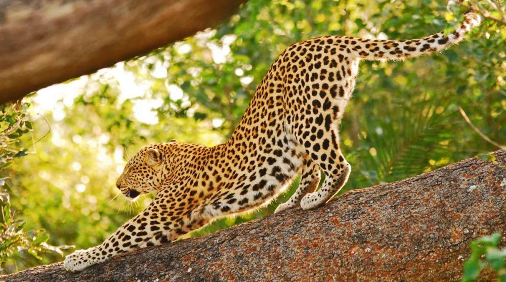 Un léopard à la Jao Concession