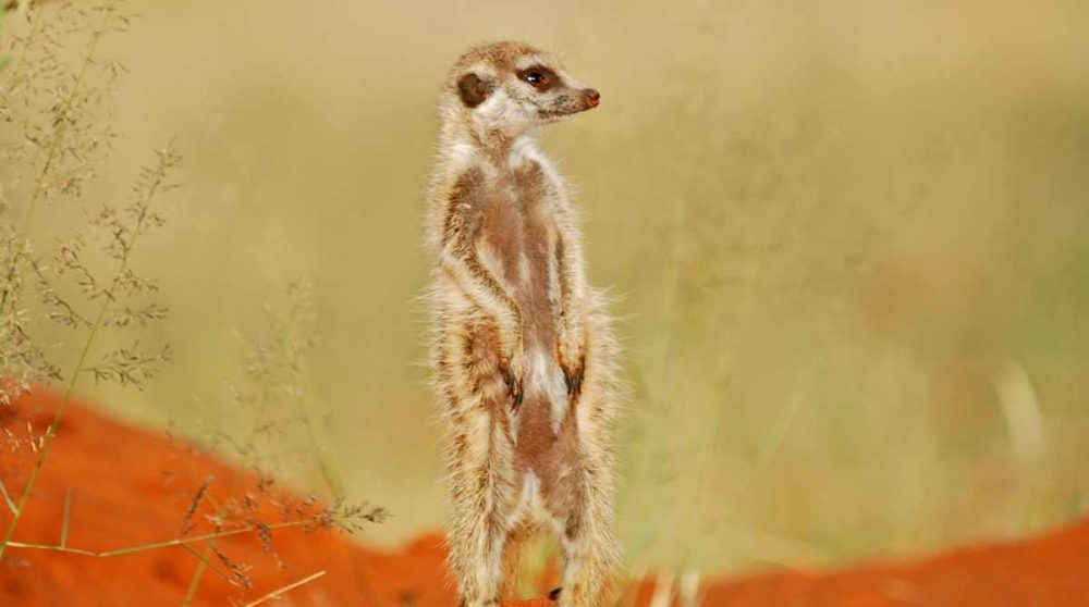 Suricate à son poste d'observation