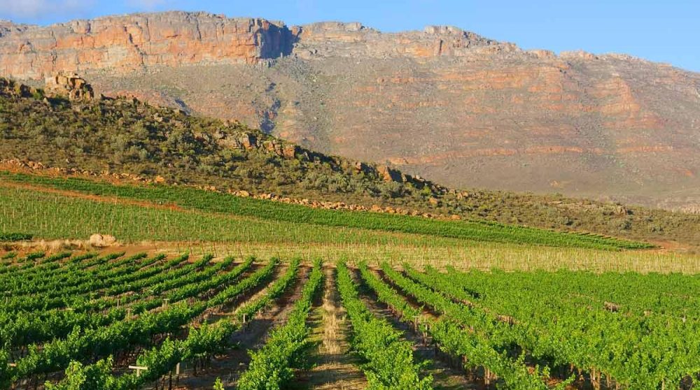 Vignes à perte de vue et montagnes