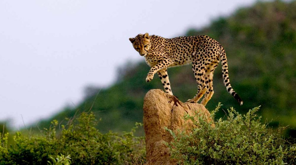 Un guépard dans la savane