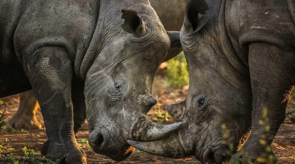 Rhinocéros blancs dans une réserve privée