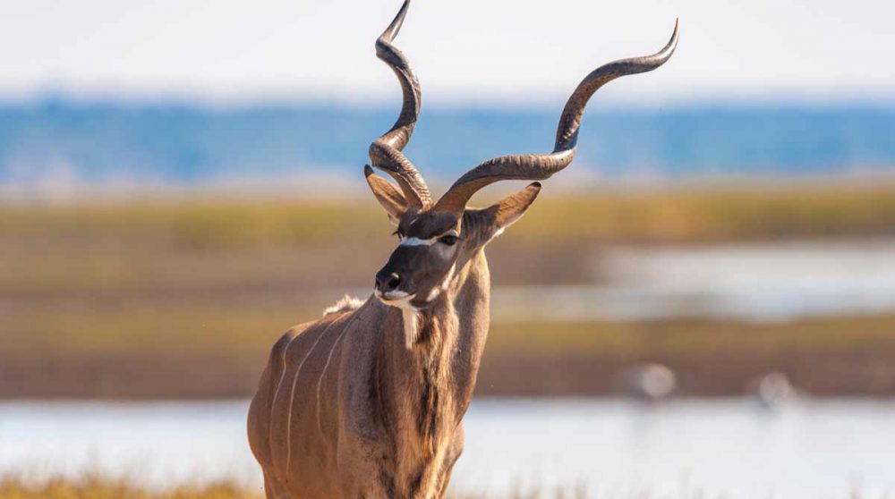 Un kudu au parc de Chobe