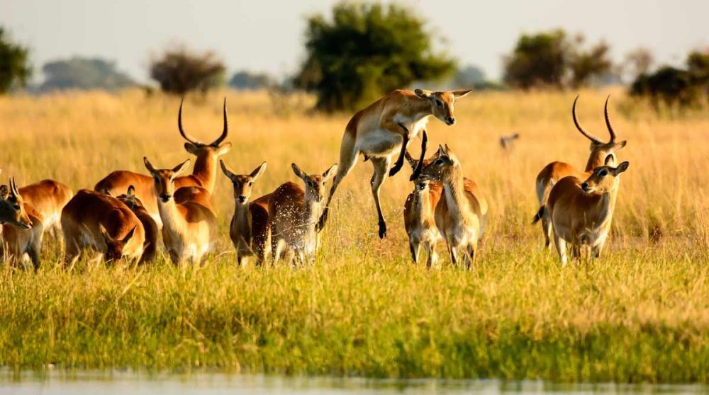 Les lechwes, les antilopes de l'Okavango