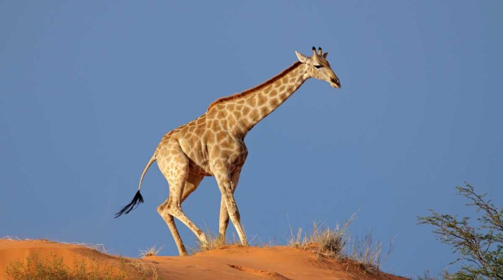 Une girafe