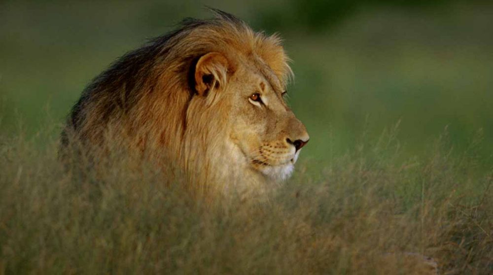 Un lion dans la savane