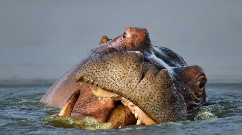 Un hippopotame