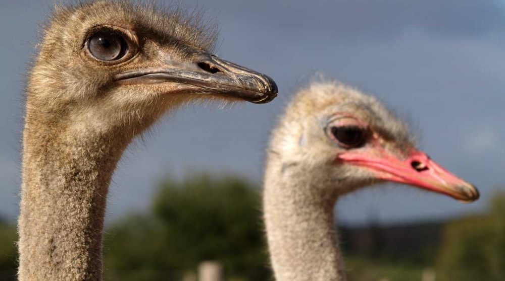 Autruches à priximité d'Oudtshoorn