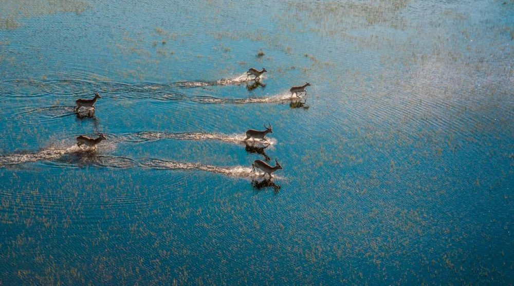Vue aérienne d'antilopes dans les eaux de l'Okavango