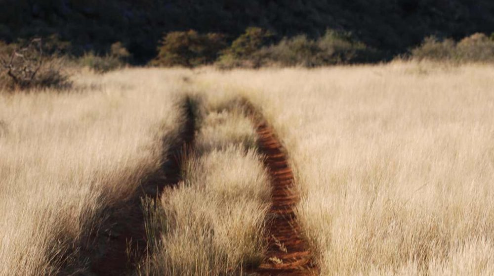 Piste de la réserve de Tswalu dans le Kalahari