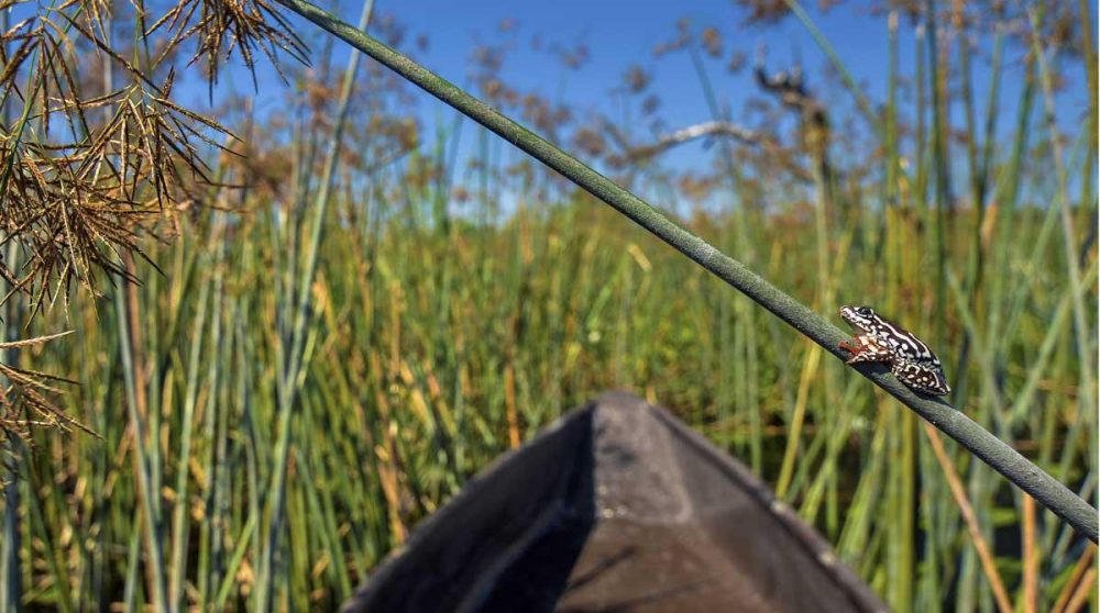Une petite grenouille dans les eaux