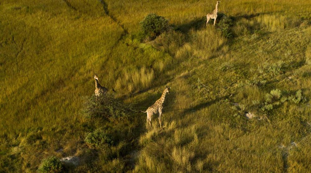 Vue aérienne du Delta