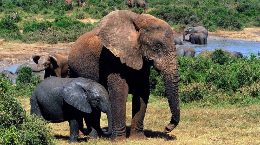 Eléphants dans une réserve privée