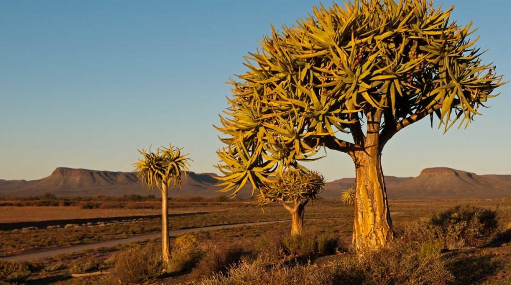 Aloes de la province du Northern Cape