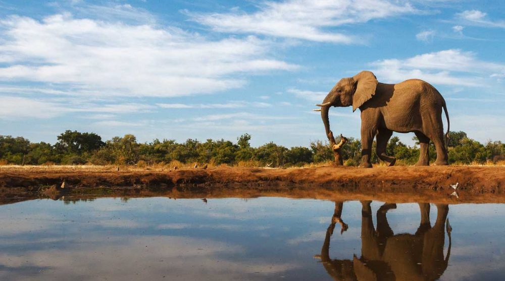 Reflet d'un éléphant dans une rivière