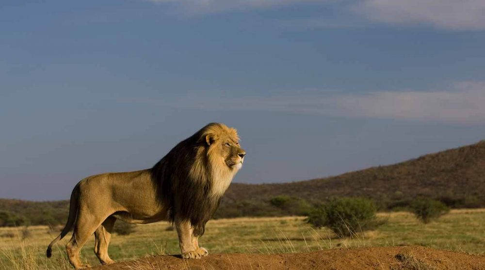Un lion dans la savane